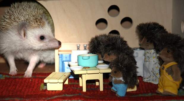 Hedgehogs06 Ёжики настоящие и нет