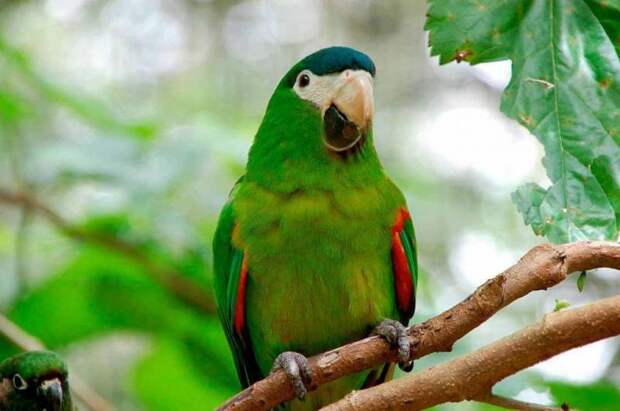 Самые красивые попугаи в мире: фото и названия, ареал обитания
