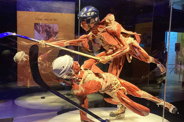 Покоя Body Worlds в российской столице, судя по всему, тоже не будет. В сети уже 40 тыс. человек подписались с петицией к мэру Москвы Сергею Собянину с требованием запретить выставку