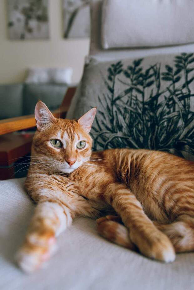 кот