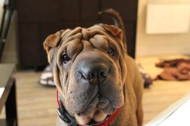 17 потрясающе милых собачек в морщинках