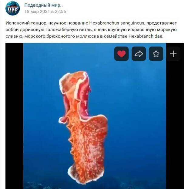 Морская слизня - как же это мило! Морская слизня - как же это мило!
