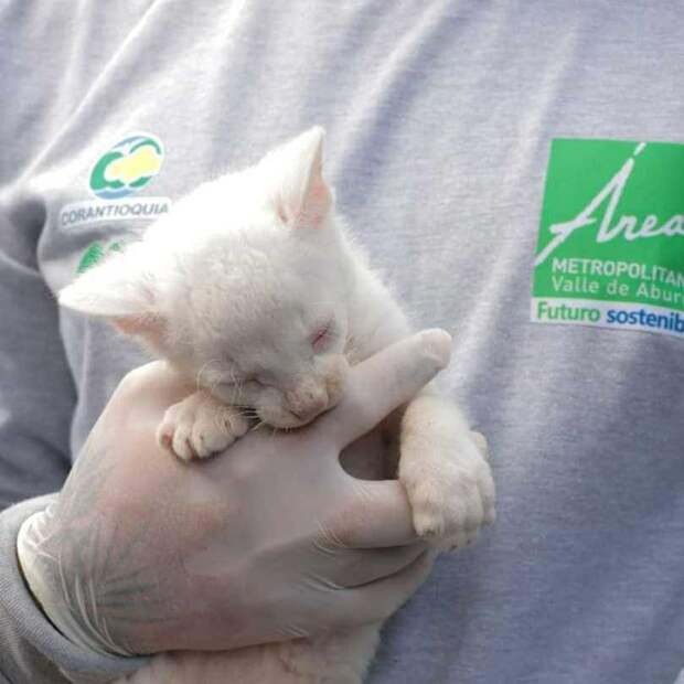 В Колумбии нашли редкого детеныша из семейства кошачьих — ягуарунди-альбиноса