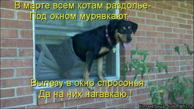 Котоматрицы(картинки с надписями)