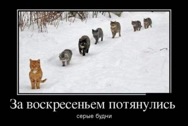 Демотиваторы. Подборка chert-poberi-chert-poberi-10240805052020-17 картинка chert-poberi-10240805052020-17