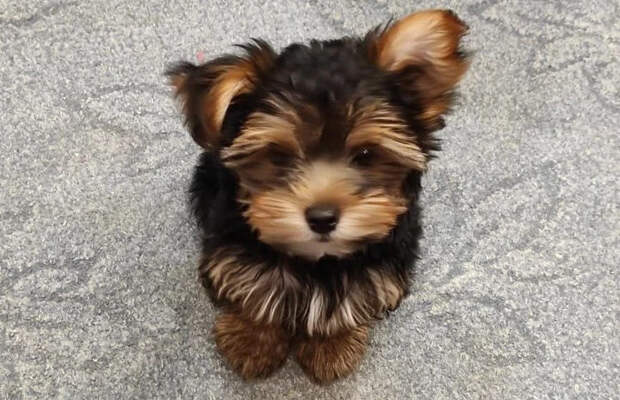 Протоиерей Ильяшенко раскрыл, почему нельзя ставить крест на могиле питомца