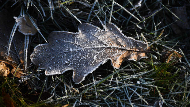 Вильфанд: в 21 регионе РФ на выходных ожидаются заморозки