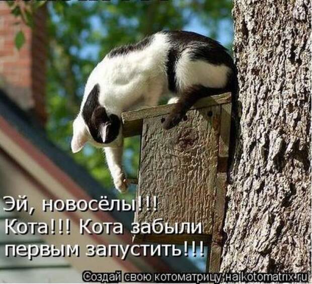 Прикольная котоматрица за неделю