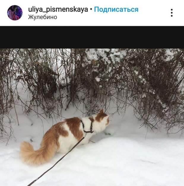 Фото дня: на прогулке в Жулебине