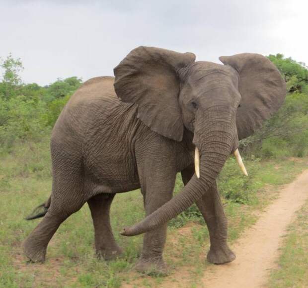 Почему у слона большие уши и зачем им это нужно?