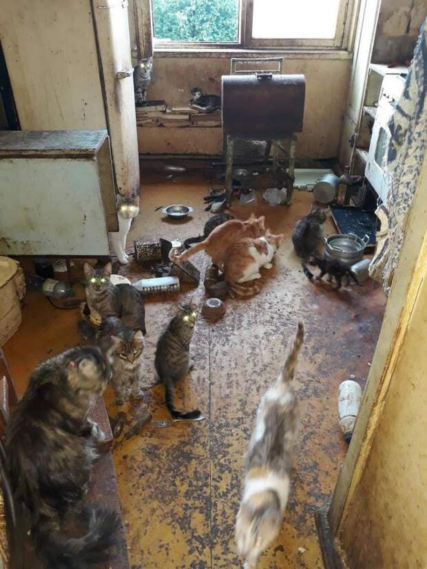 В Риге пенсионерка в квартире держала более 20 кошек
