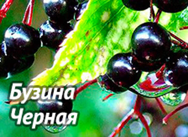 5590236_byzinachernaya_3_ (224x164, 34Kb)