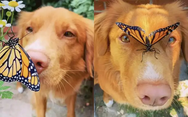 Сама доброта: пес подружился со всеми бабочками, живущими у него в саду