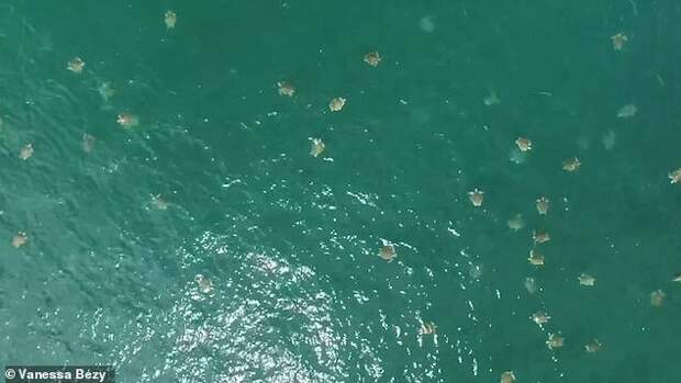 Прибытие: сотни тысяч морских черепах в заповеднике Коста-Рики