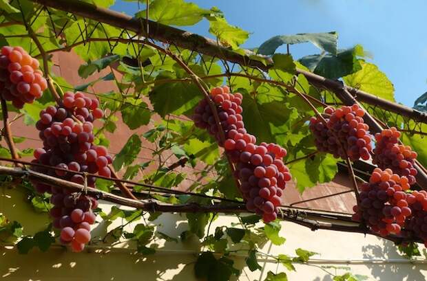 Тепло ли южному винограду под Москвой?