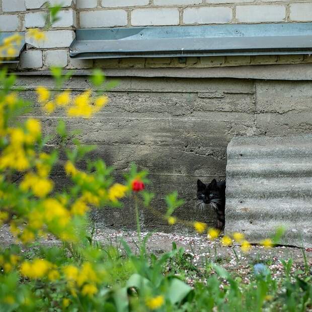 Котики всех стран, объединяйтесь! братья наши меньшие, город, дворовые кошки, кот, улица, уличные кошки, эстетика