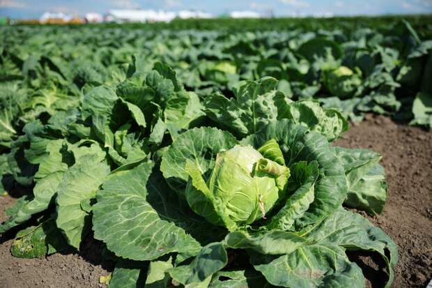 Гастроэнтеролог предупредила об опасности капусты