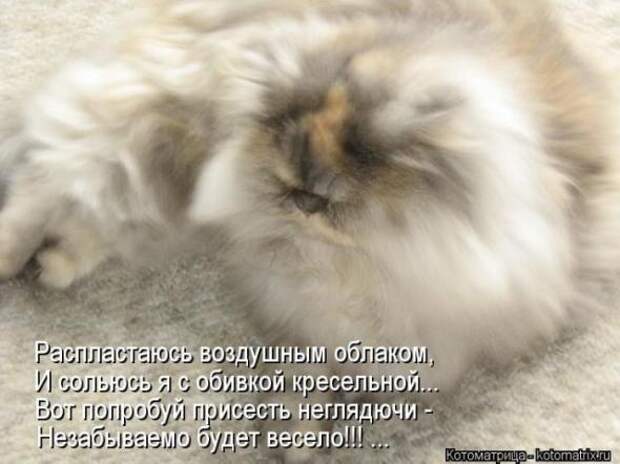 Котоматрицы (картинки с надписями)