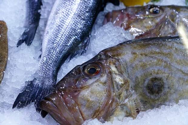 Это изображение имеет пустой атрибут alt; его имя файла - fish-2980707_640.jpg