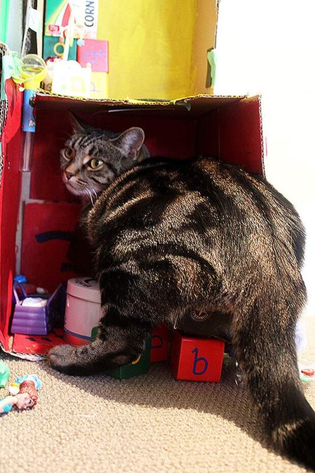 FatCats23 Толстокоты