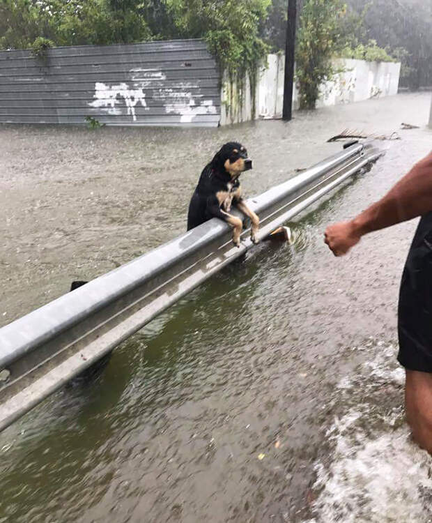 Еще один чудом спасшийся пес Харви, Хьюстон, животные, наводнение, собака, сша, техас, ураган