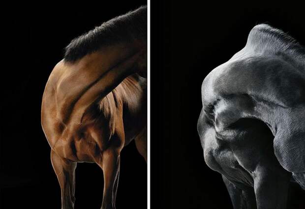 Фотопроект Equus: Красота Лошади