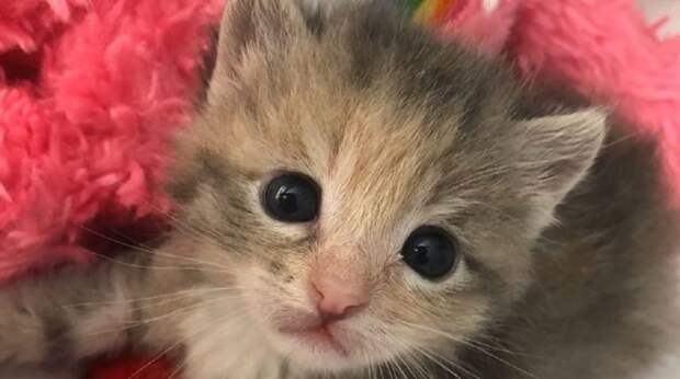 tiny kitten