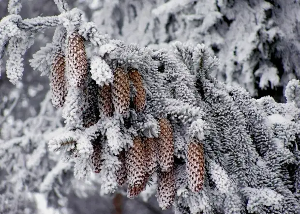 ������� ������ ���������: �������-�����