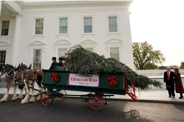 В Белый дом доставили главную рождественскую елку страны
