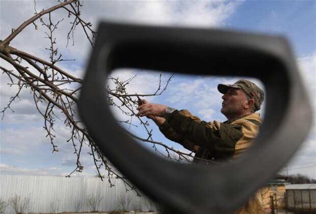 Весеннее пробуждение сада: советы агронома, как подготовить участок к новому сезону
