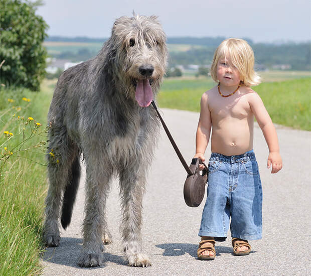 маленькие дети и большие собаки (16)