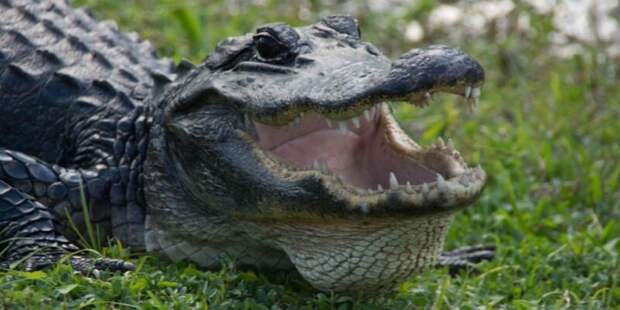 Схватка выдры и крокодила: кто кем пообедает? звери, природа, хищники
