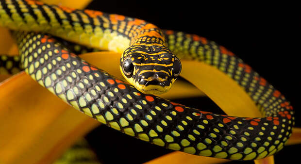 Летающие змеи Летающие змеи