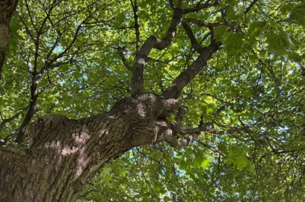 Жительница Кении попала в Книгу Гиннесса после 72 часов объятия с деревом