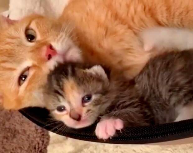спасение котят кошка с котенком