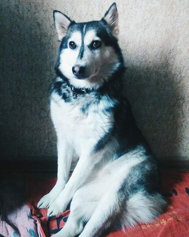 Замерзшая хаски 3 дня пролежала под балконом без движения Замерзшая хаски 3 дня пролежала под балконом без движения балкон, история, собака, хаски