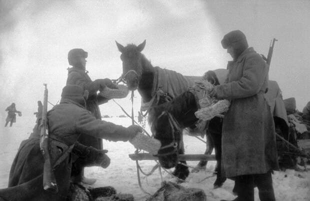 Советские солдаты скармливают немецкую обувь лошадям, 1940–е годы, Сталинград история, ретро, фото