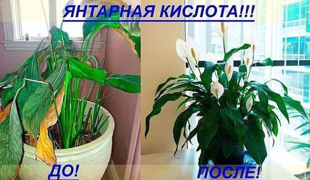 результат применения янтарной кислоты