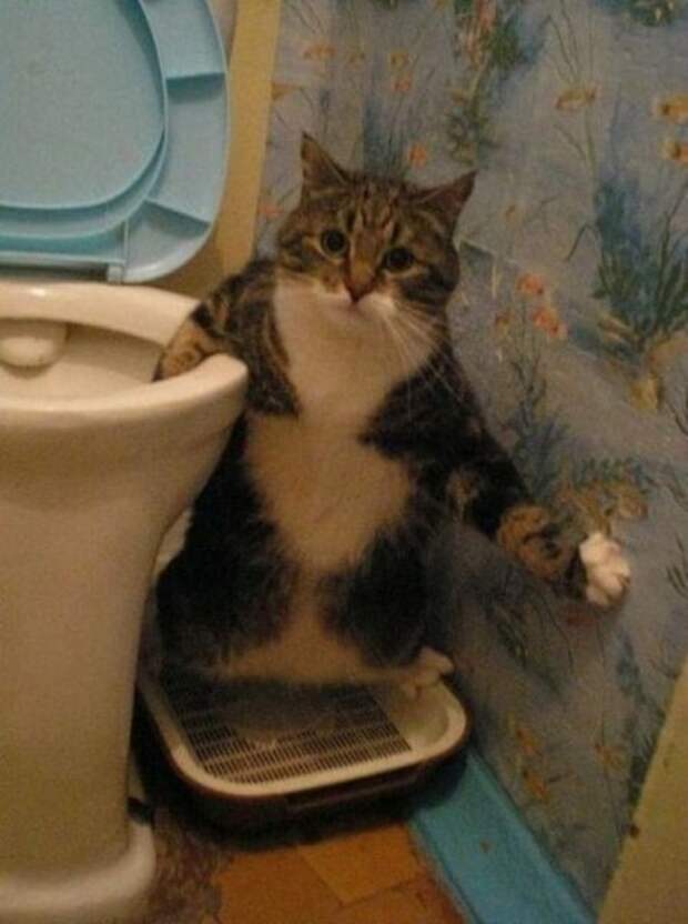 Снимки котов, сделанные в нужный момент
