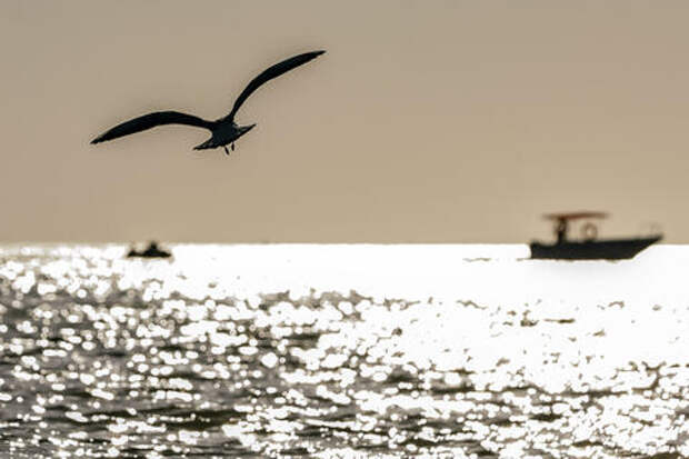 Нефтяное пятно обнаружено у побережья Анапы. Эксперты рассказали, откуда оно появилось