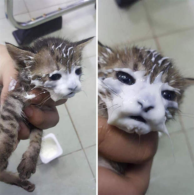 Милые испачканные едой мордочки котят и котиков