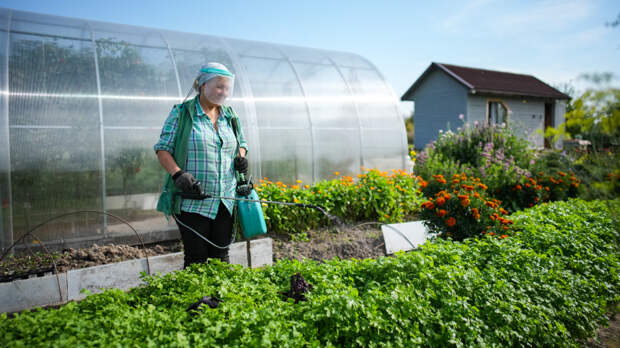 Россиянам напомнили о наказании за неправильную обработку дачи от вредителей