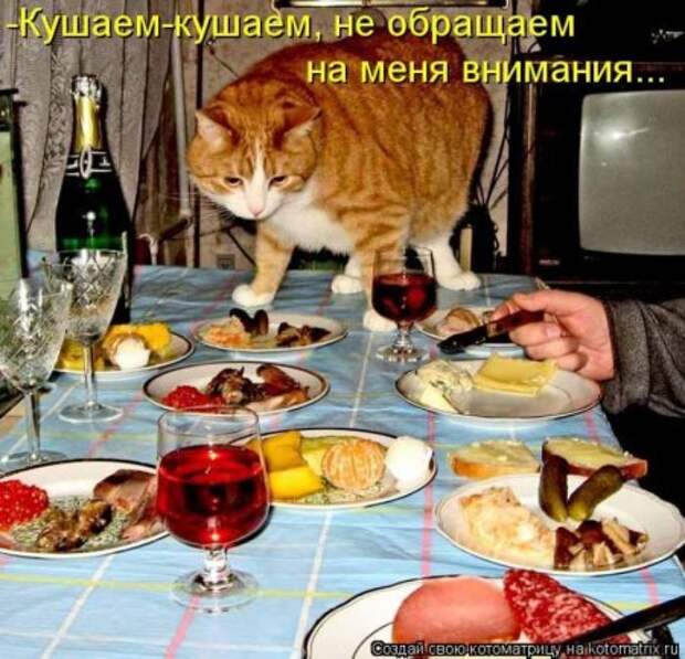 Наши милые кошки.