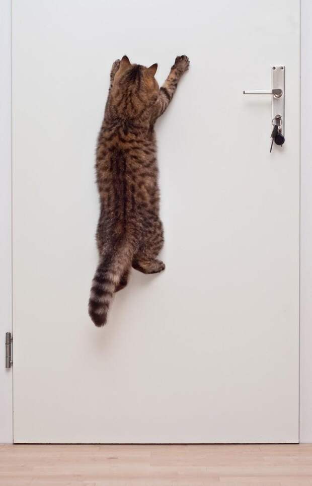 cats02 Фотограф и его коты