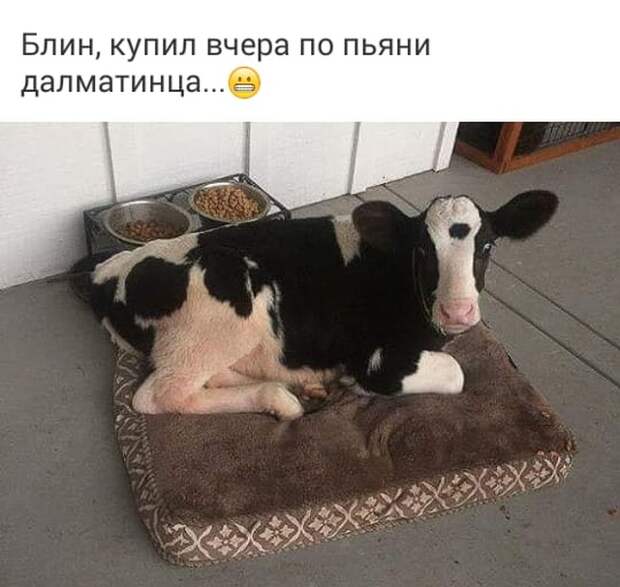 Отборный юмор из социальных сетей Отборный юмор из социальных сетей