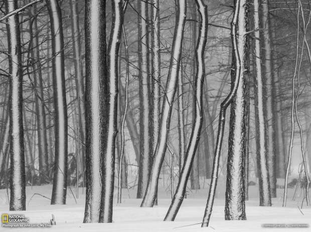 natgeowllpprs16 natgeowllpprs16 990x742 Обои для рабочего стола от National Geographic за апрель 2013