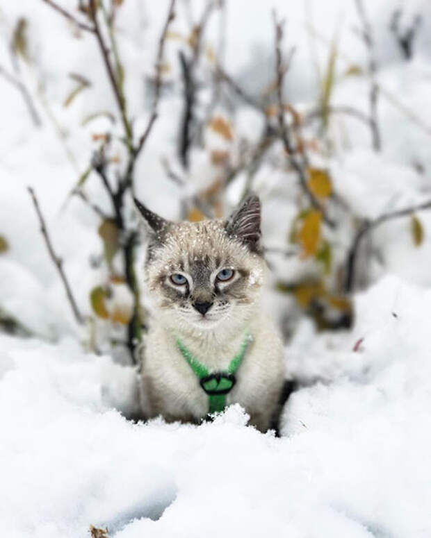 Балу знакомится со снегом. Instagram henrythecoloradodog.