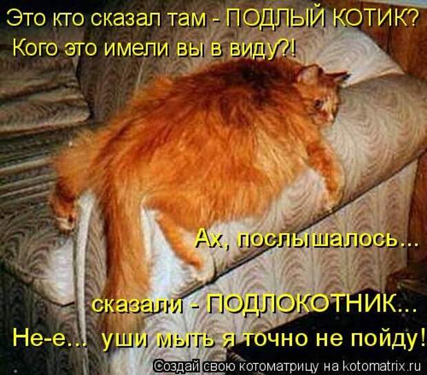 Новая котоматрица (26 шт)