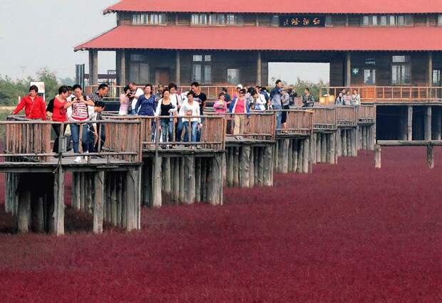 Красный пляж в Китае (8 фотографий), photo:7