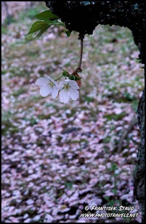 Hanami - время любования цветущей сакурой